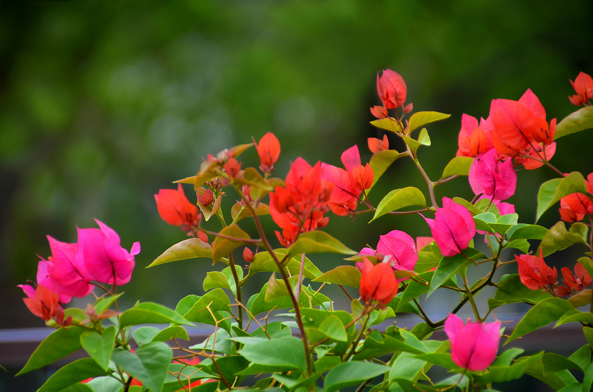 【寧靜·思】風(fēng)如約，花自開（散文）