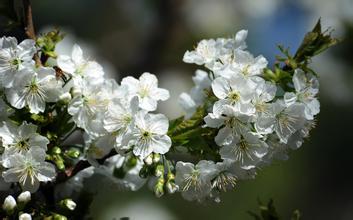 【吉祥】梨花盛開的地方（散文）