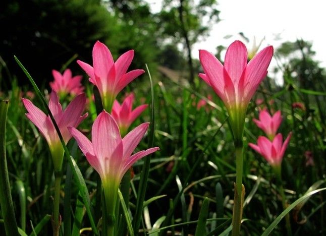 【荷塘“PK大獎(jiǎng)賽”】風(fēng)雨花，亮麗的雨后彩虹（散文）