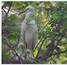 【山水】鷺鳥王國的逸聞趣事（家園·散文）