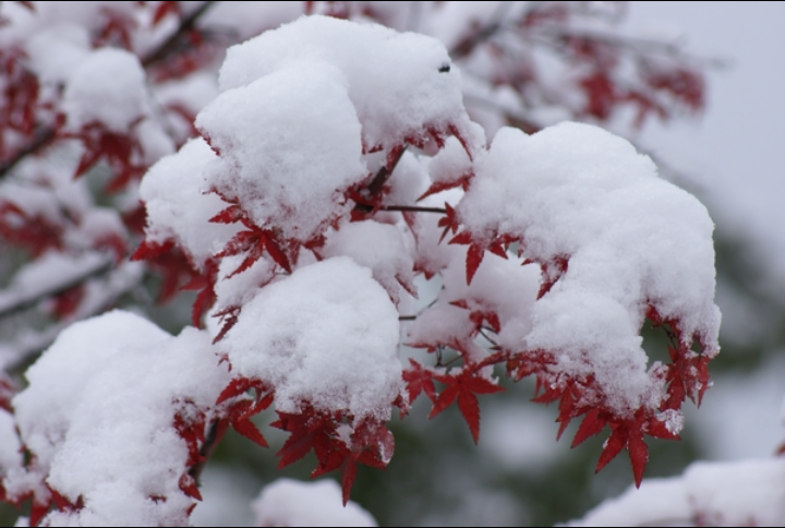 【八一】等雪（外二首·家園）