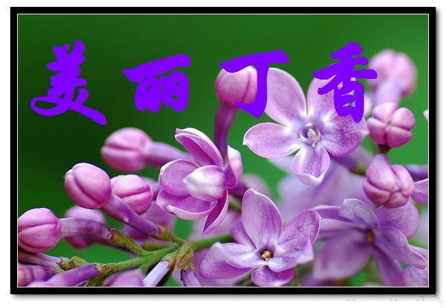 【丁香·那年丁香】今年今日，不變丁香情（詩歌）