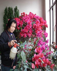 【看點】我和我的花花草草（散文）