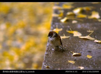 【西風(fēng)】初冬的雨（散文）